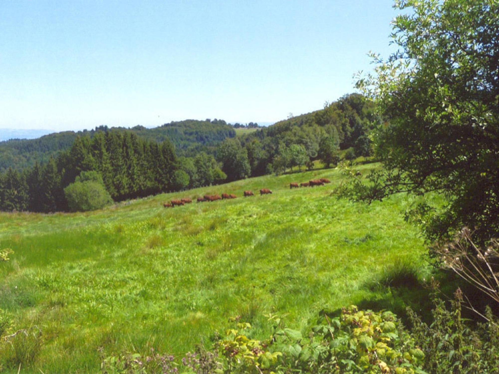 Charmant Gite Avec Terrasse, Cheminee Et Jardin, A Proximite Des Bois, Animaux Acceptes - Fr-1-496-205 Saint-Jean-Soleymieux Zewnętrze zdjęcie